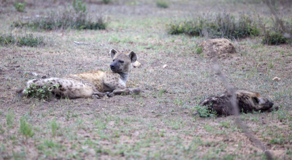 Spotted Hyena Kruger Dec 2024.jpg